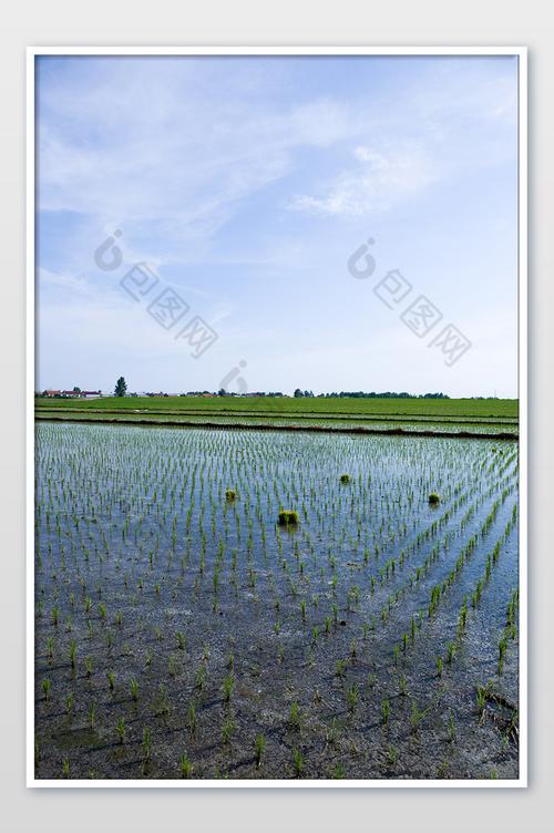 竖版蓝天白云水稻幼苗农耕粮食庄稼图片图片