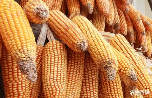 美国农产品疯涨,玉米价格刚刚再创新高 国内现货价涨声一片